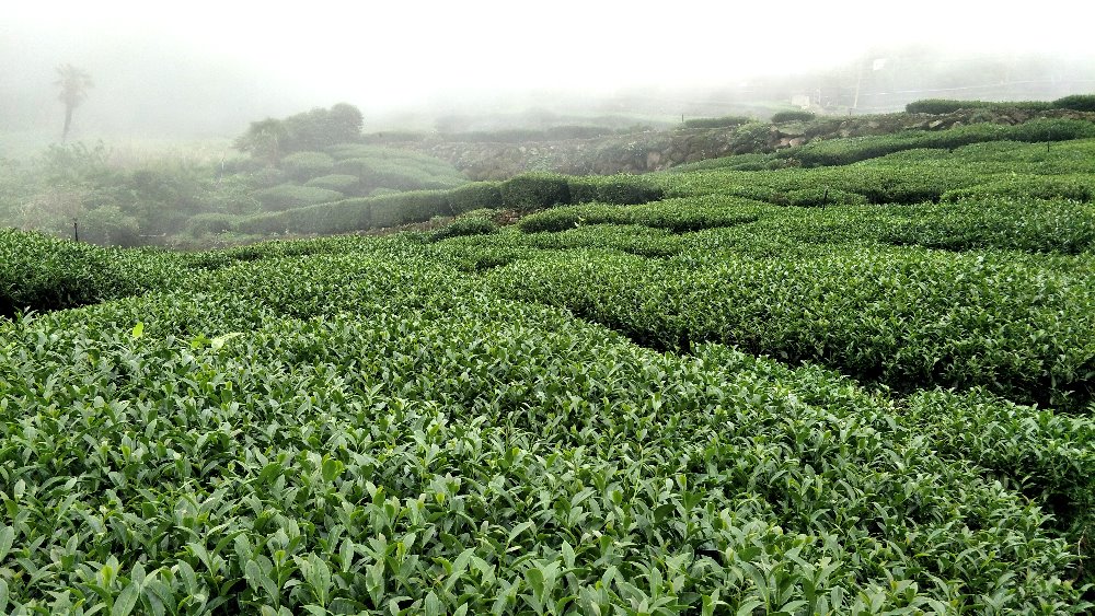 台灣茶葉推薦您阿里山石棹冠軍茶 | 朕好茶舖(OK茶) 5