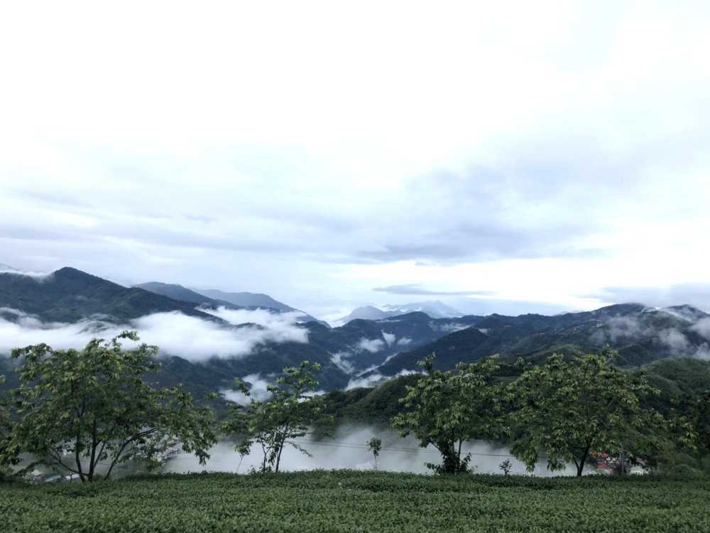 台灣茶葉推薦您阿里山石棹冠軍茶 | 朕好茶舖(OK茶) 9
