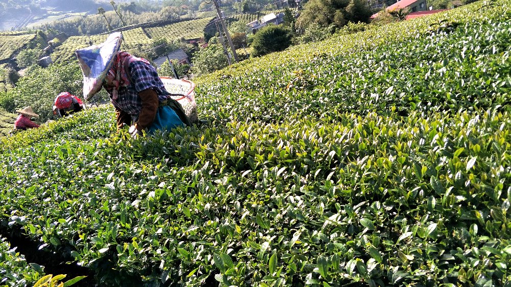 台灣茶葉推薦您阿里山石棹冠軍茶 | 朕好茶舖(OK茶) 4